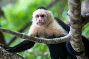Wildlife
