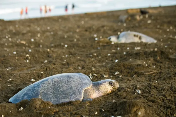 Olive ridley turtles nesting at Ostional Beach